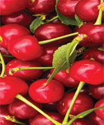 Tart Cherries Linked to Muscle Pain Reduction